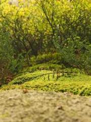 Rong Shao Nan Ning Y