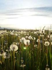 A Heavenly Gift: The