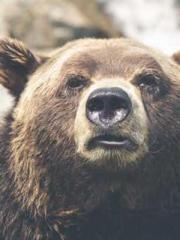 Su He Huo Chen Xi Fu