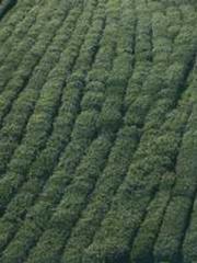 lt;lt;lt;lt;Good-loo