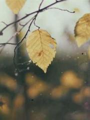 The Return of the Go